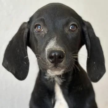 Nisha, female puppy Mixed Breed for adoption at Hundegarten Serres, Euskirchen