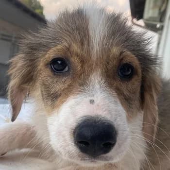 Niva, female young Mixed Breed for adoption at Hundegarten Serres, Euskirchen
