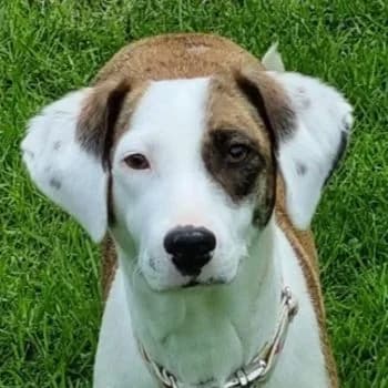 Nivara, female young Mixed Breed for adoption at Hundegarten Serres, Euskirchen
