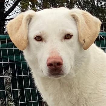 Nizza, female 3yo Mixed Breed for adoption at Hundegarten Serres, Euskirchen