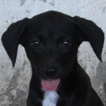 Noir, female puppy Mixed Breed for adoption at Hundegarten Serres, Euskirchen