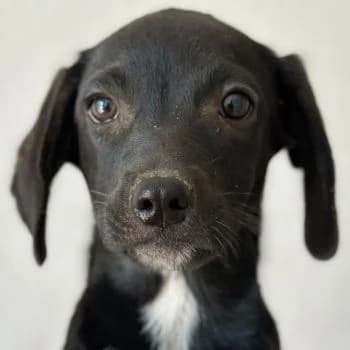 Noir, female puppy Mixed Breed for adoption at Hundegarten Serres, Euskirchen