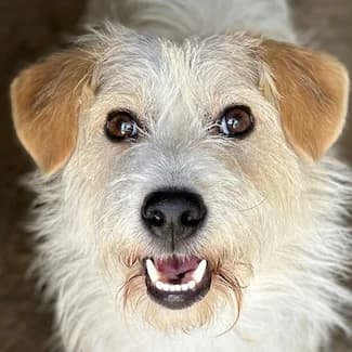 Norbi, male puppy Mixed Breed for adoption at Hundegarten Serres, Euskirchen