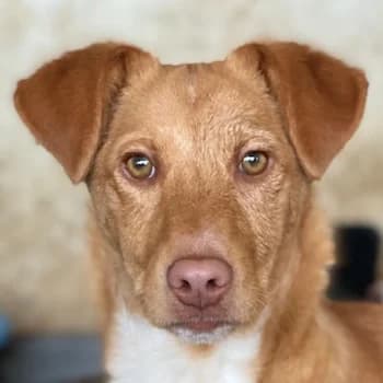 Novis, male puppy Mixed Breed for adoption at Hundegarten Serres, Euskirchen