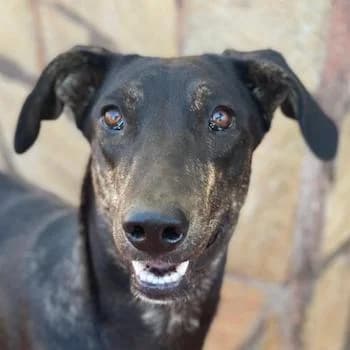 Nyota, female young Mixed Breed for adoption at Hundegarten Serres, Euskirchen