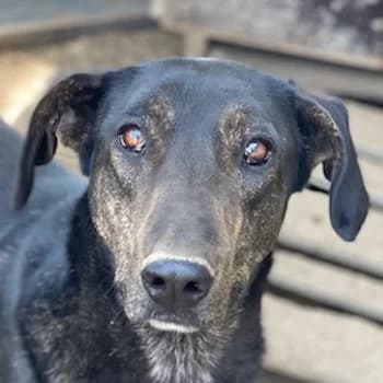 Nyota, female 3yo Mixed Breed for adoption at Hundegarten Serres, Euskirchen