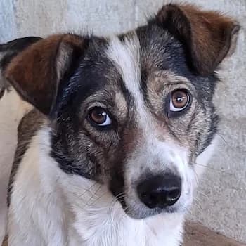 Nyra, female young Mixed Breed for adoption at Hundegarten Serres, Euskirchen