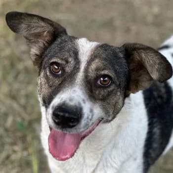 Nyra, female young Mixed Breed for adoption at Hundegarten Serres, Euskirchen