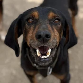 Nyro, male 4yo Mixed Breed for adoption at Hundegarten Serres, Euskirchen