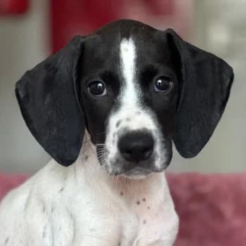 Orion, male puppy Mixed Breed for adoption at Hundegarten Serres, Euskirchen
