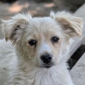 Pablo Escobar, male puppy Mixed Breed for adoption at Hundegarten Serres, Euskirchen