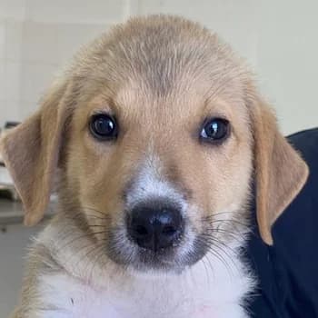 Padme, female young Mixed Breed for adoption at Hundegarten Serres, Euskirchen