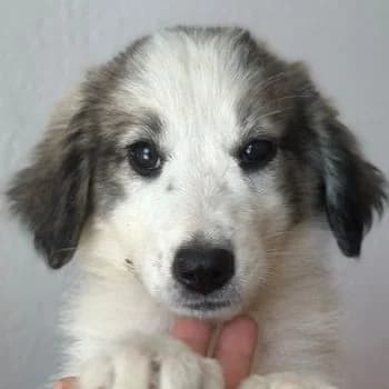 Paloma, female puppy Mixed Breed for adoption at Hundegarten Serres, Euskirchen