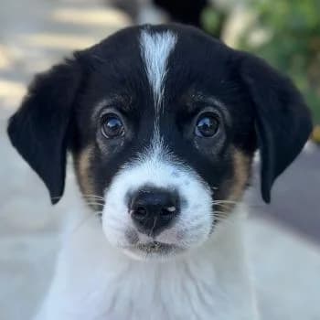 Paulo, male puppy Mixed Breed for adoption at Hundegarten Serres, Euskirchen