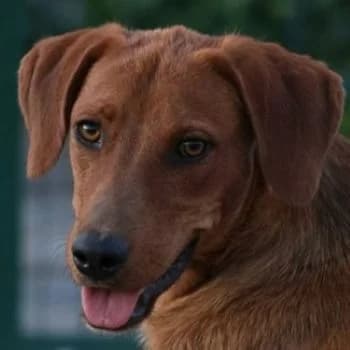 Peanut, male young Mixed Breed for adoption at Hundegarten Serres, Euskirchen