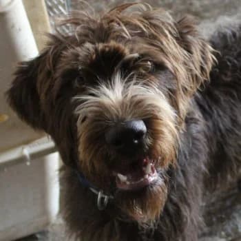 Pebbles, female puppy Mixed Breed for adoption at Hundegarten Serres, Euskirchen