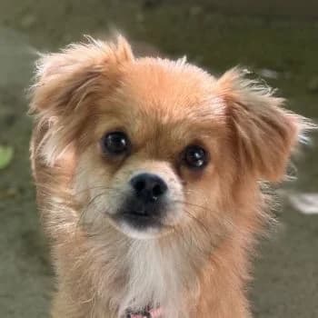 Peggy, female young Mixed Breed for adoption at Hundegarten Serres, Euskirchen