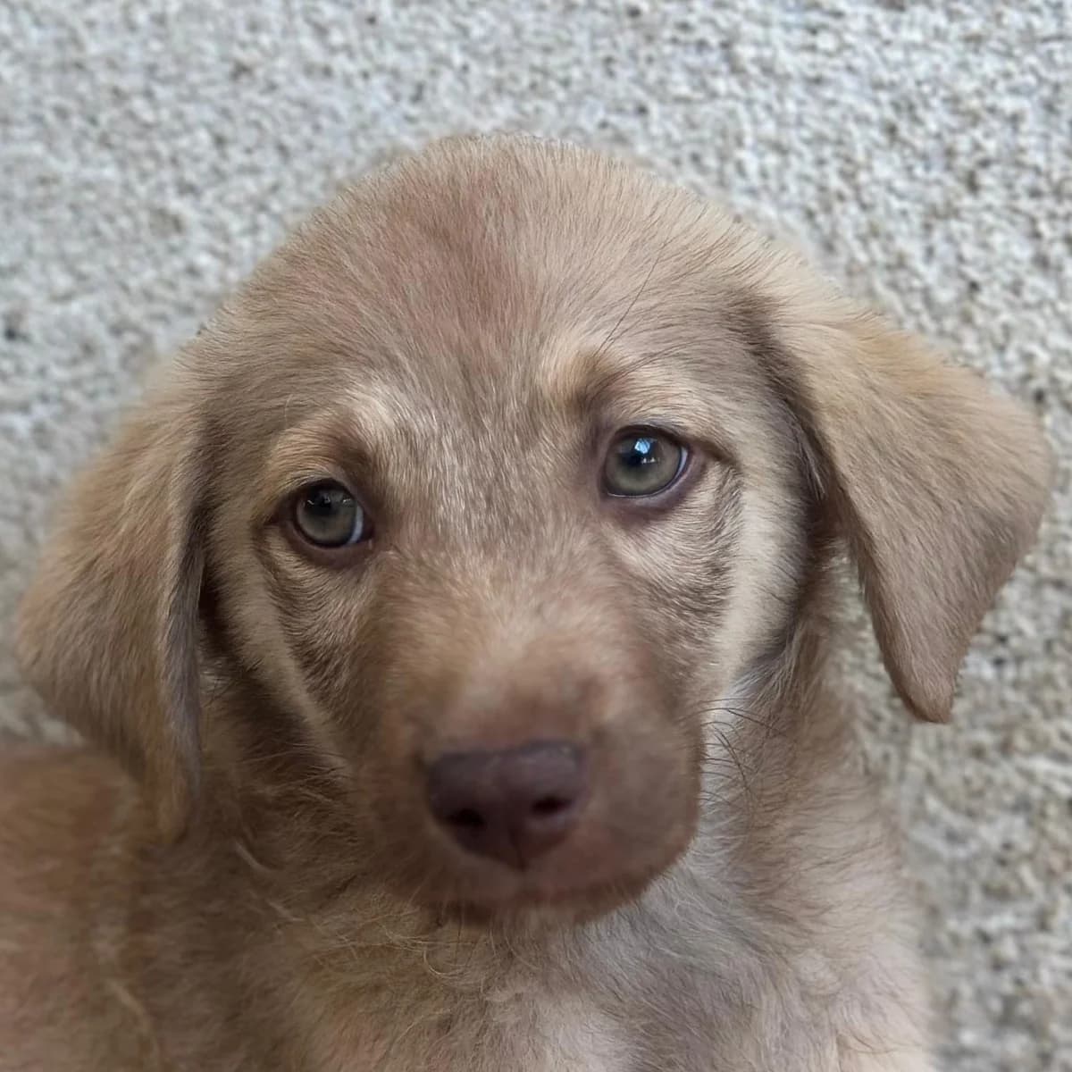 Pepe, male puppy Mixed Breed for adoption at Hundegarten Serres, Euskirchen