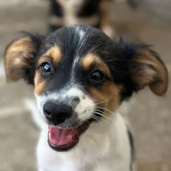 Pepino, male puppy Mixed Breed for adoption at Hundegarten Serres, Euskirchen
