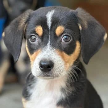 Pepper, male puppy Mixed Breed for adoption at Hundegarten Serres, Euskirchen