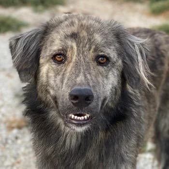 Pesto, male 4yo Mixed Breed for adoption at Hundegarten Serres, Euskirchen