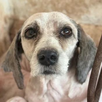 Petunia, female senior Mixed Breed for adoption at Hundegarten Serres, Euskirchen