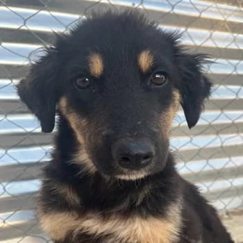 Philea, female puppy Mixed Breed for adoption at Hundegarten Serres, Euskirchen