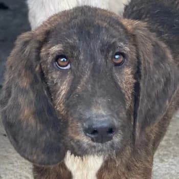 Philip, male puppy Mixed Breed for adoption at Hundegarten Serres, Euskirchen
