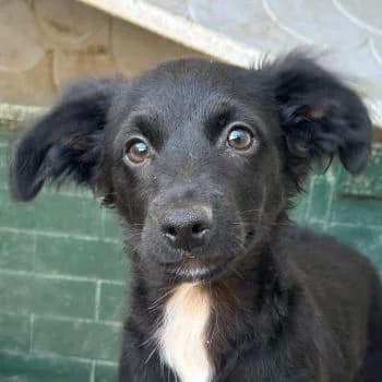 Pierogi, male puppy Mixed Breed for adoption at Hundegarten Serres, Euskirchen