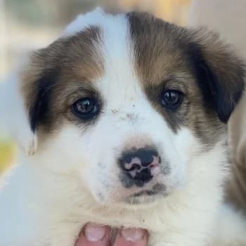Pilgrim, male puppy Mixed Breed for adoption at Hundegarten Serres, Euskirchen