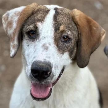 Pilgrim, male puppy Mixed Breed for adoption at Hundegarten Serres, Euskirchen