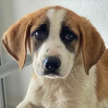 Pimock, male young Mixed Breed for adoption at Hundegarten Serres, Euskirchen