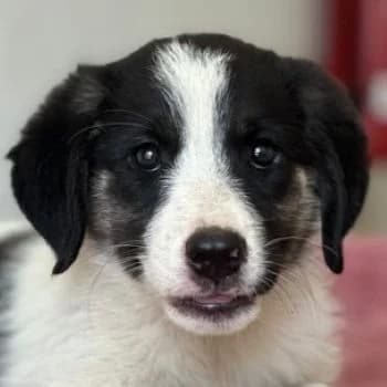 Pina, female puppy Mixed Breed for adoption at Hundegarten Serres, Euskirchen