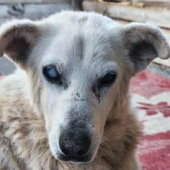 Pipina, female senior Mixed Breed for adoption at Hundegarten Serres, Euskirchen