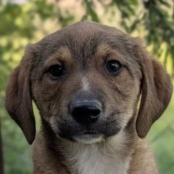 Pipkin, male puppy Mixed Breed for adoption at Hundegarten Serres, Euskirchen
