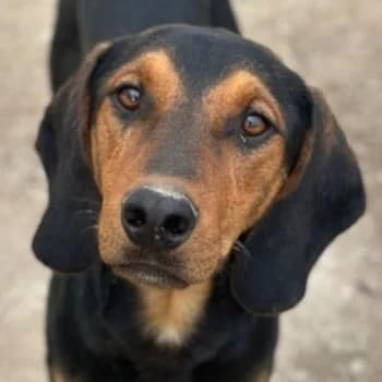 Pommes, male puppy Mixed Breed for adoption at Hundegarten Serres, Euskirchen