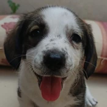 Porrima, female puppy Mixed Breed for adoption at Hundegarten Serres, Euskirchen