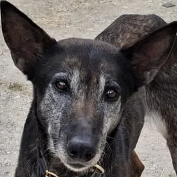Priyanka, female senior Mixed Breed for adoption at Hundegarten Serres, Euskirchen