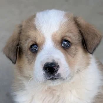 Ralf, male puppy Mixed Breed for adoption at Hundegarten Serres, Euskirchen