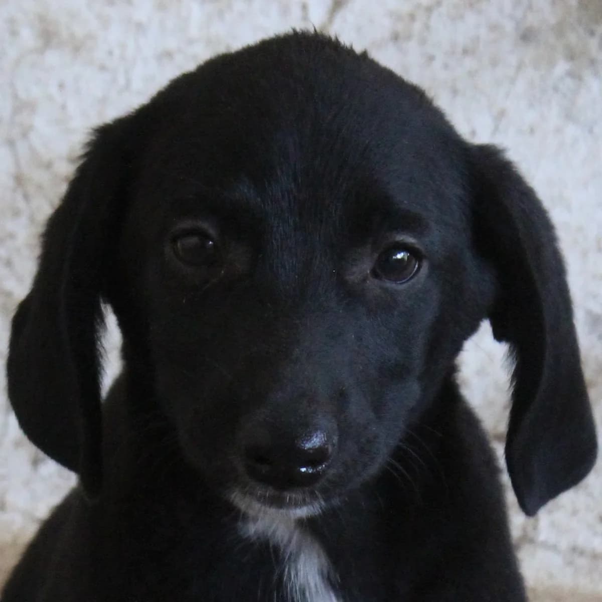 Raven, female puppy Mixed Breed for adoption at Hundegarten Serres, Euskirchen