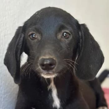 Raven, female puppy Mixed Breed for adoption at Hundegarten Serres, Euskirchen