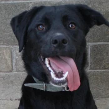 Rizha, female puppy Mixed Breed for adoption at Hundegarten Serres, Euskirchen