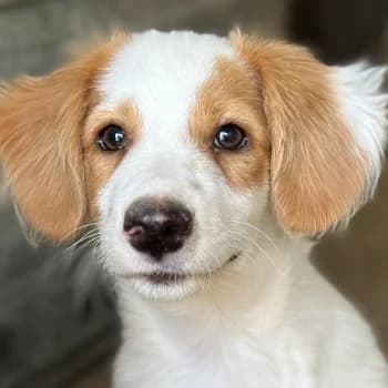 Ron, male puppy Mixed Breed for adoption at Hundegarten Serres, Euskirchen