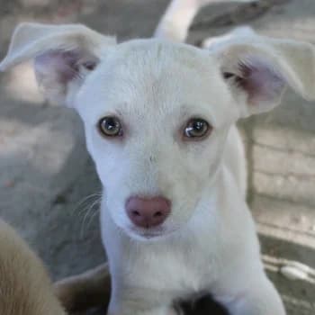 Rose, female puppy Mixed Breed for adoption at Hundegarten Serres, Euskirchen
