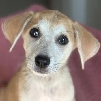 Rosie, female puppy Mixed Breed for adoption at Hundegarten Serres, Euskirchen