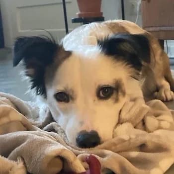 Roxa, female young Mixed Breed for adoption at Hundegarten Serres, Euskirchen