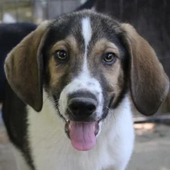 Rüdiger, male puppy Mixed Breed for adoption at Hundegarten Serres, Euskirchen