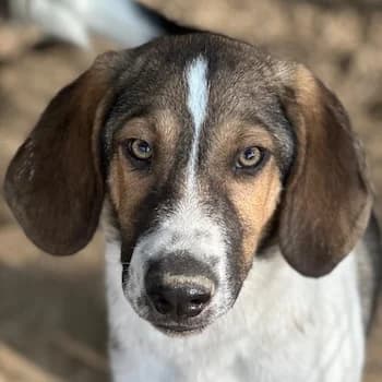 Rüdiger, male puppy Mixed Breed for adoption at Hundegarten Serres, Euskirchen