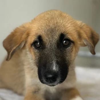 Rula, female puppy Mixed Breed for adoption at Hundegarten Serres, Euskirchen