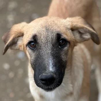 Rula, female puppy Mixed Breed for adoption at Hundegarten Serres, Euskirchen